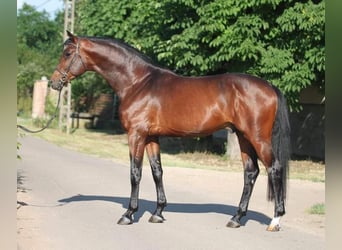 Zangersheider, Étalon, 3 Ans