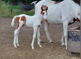 Zangersheider, Étalon, 3 Ans, Pinto
