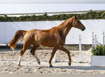 Zangersheider, Étalon, 4 Ans, 163 cm, Alezan