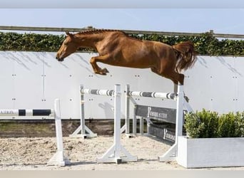 Zangersheider, Étalon, 4 Ans, 163 cm, Alezan