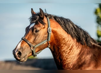 Zangersheider, Étalon, 4 Ans, 164 cm, Bai brun
