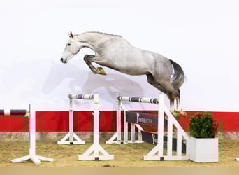 Zangersheider, Étalon, 4 Ans, 167 cm, Gris