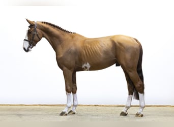 Zangersheider, Étalon, 4 Ans, 169 cm, Alezan