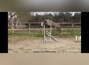 Zangersheider, Étalon, 4 Ans, 169 cm, Gris