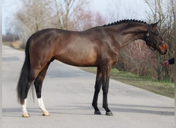 Zangersheider, Étalon, 4 Ans, 170 cm, Bai brun Zangersheider, Étalon, 4 Ans, 170 cm, Bai brun