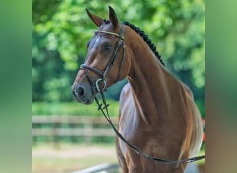 Zangersheider, Étalon, 4 Ans, 170 cm, Bai