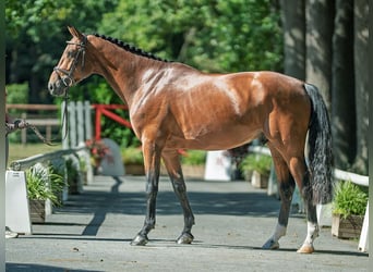 Zangersheider, Étalon, 4 Ans, 170 cm, Bai