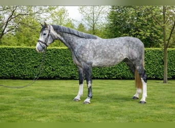Zangersheider, Étalon, 4 Ans, 170 cm, Gris pommelé