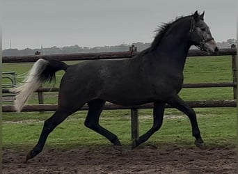 Zangersheider, Étalon, 4 Ans, 170 cm, Isabelle