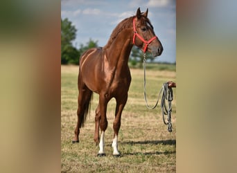Zangersheider, Étalon, 4 Ans, 172 cm, Alezan brûlé