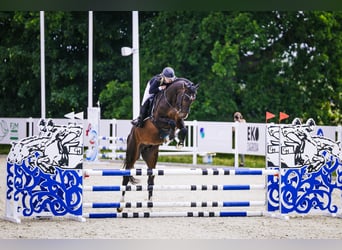Zangersheider, Étalon, 4 Ans, 173 cm, Bai brun