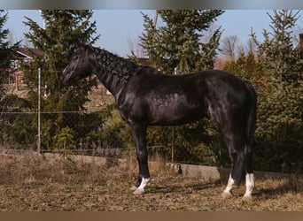 Zangersheider, Étalon, 4 Ans, 175 cm, Noir
