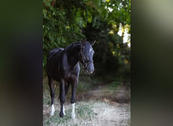 Zangersheider, Étalon, 5 Ans, 150 cm, Noir