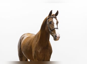 Zangersheider, Étalon, 5 Ans, 165 cm, Alezan