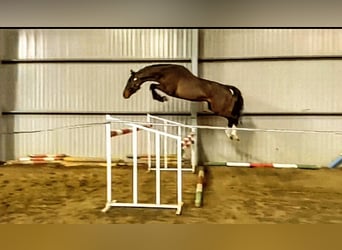 Zangersheider, Étalon, 5 Ans, 165 cm, Bai