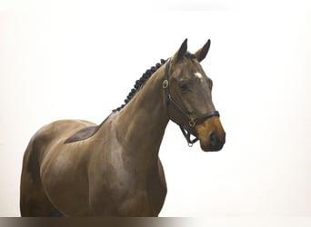 Zangersheider, Étalon, 5 Ans, 165 cm, Bai