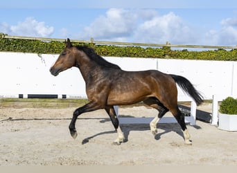Zangersheider, Étalon, 5 Ans, 166 cm, Bai