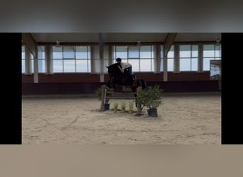 Zangersheider, Étalon, 5 Ans, 167 cm, Bai brun