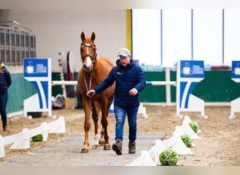 Zangersheider, Étalon, 5 Ans, 169 cm, Alezan