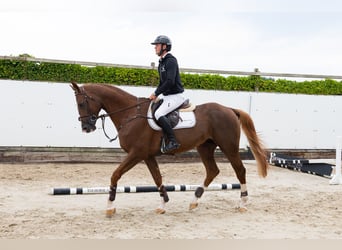 Zangersheider, Étalon, 5 Ans, 171 cm, Alezan brûlé