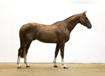 Zangersheider, Étalon, 5 Ans, 171 cm, Alezan brûlé