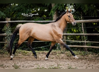 Zangersheider, Étalon, 7 Ans, 163 cm, Isabelle