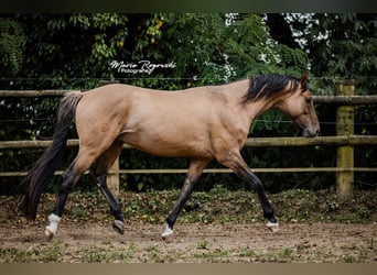 Zangersheider, Étalon, 7 Ans, 163 cm, Isabelle