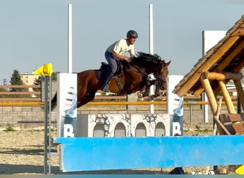 Zangersheider, Étalon, 7 Ans, 168 cm, Bai