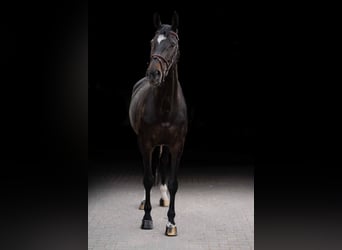 Zangersheider, Étalon, 7 Ans, 171 cm, Bai brun