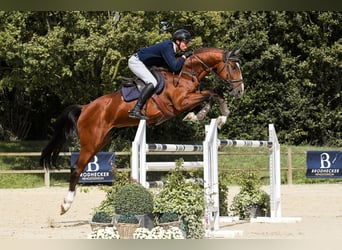 Zangersheider, Étalon, 8 Ans, 172 cm, Bai