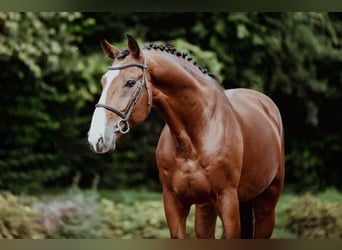 Zangersheider, Étalon, 9 Ans, 172 cm, Bai