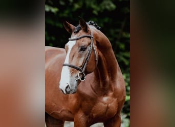 Zangersheider, Étalon, 9 Ans, 172 cm, Bai