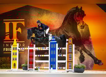 Zangersheider, Étalon, 9 Ans, 172 cm, Noir