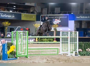 Zangersheider, Étalon, 9 Ans, 172 cm, Noir