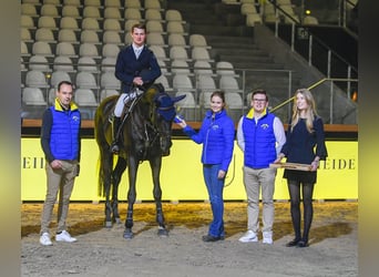 Zangersheider, Étalon, 9 Ans, 172 cm, Noir