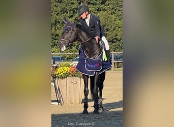 Zangersheider, Étalon, 9 Ans, 172 cm, Noir