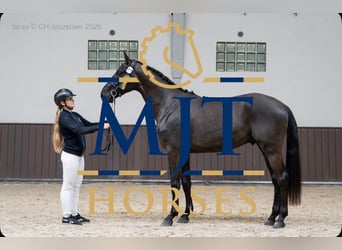 Zangersheider, Étalon, 3 Ans, 170 cm, Noir