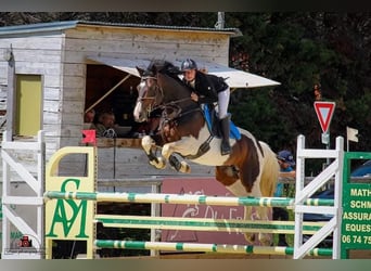 Zangersheider, Étalon, 12 Ans, 165 cm, Pinto