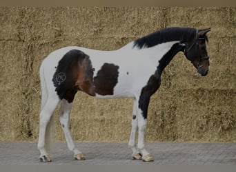 Zangersheider, Étalon, 12 Ans, 165 cm, Pinto