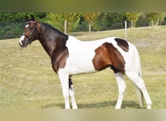 Zangersheider, Étalon, 12 Ans, 165 cm, Pinto