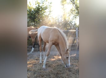 Zangersheider, Étalon, Poulain (06/2024), 165 cm, Palomino