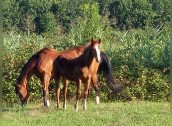 Zangersheider, Étalon, Poulain (03/2024), Alezan