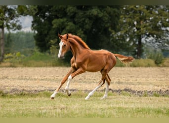 Zangersheider, Étalon, Poulain (03/2024), Alezan