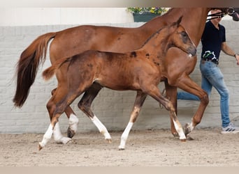 Zangersheider, Étalon, Poulain (07/2026), Alezan