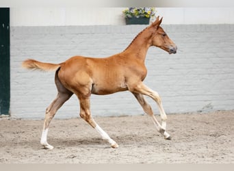 Zangersheider, Étalon, Poulain (07/2026), Alezan
