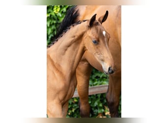 Zangersheider, Étalon, Poulain (05/2026), Alezan