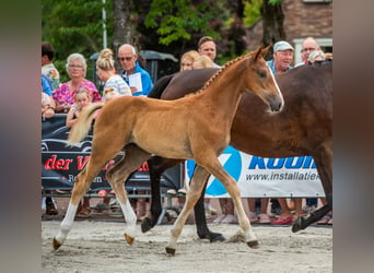 Zangersheider, Étalon, Poulain (04/2026), Alezan