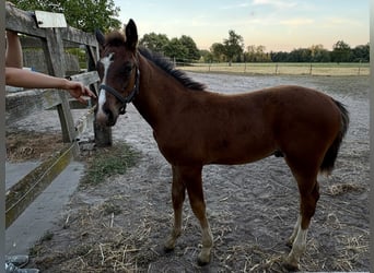 Zangersheider, Étalon, Poulain (05/2026), Bai brun