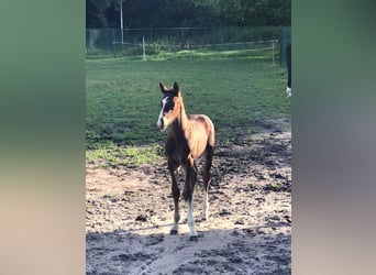 Zangersheider, Étalon, Poulain (05/2026), Bai brun