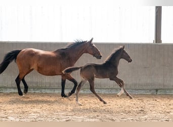 Zangersheider, Étalon, Poulain (04/2026), Bai brun
